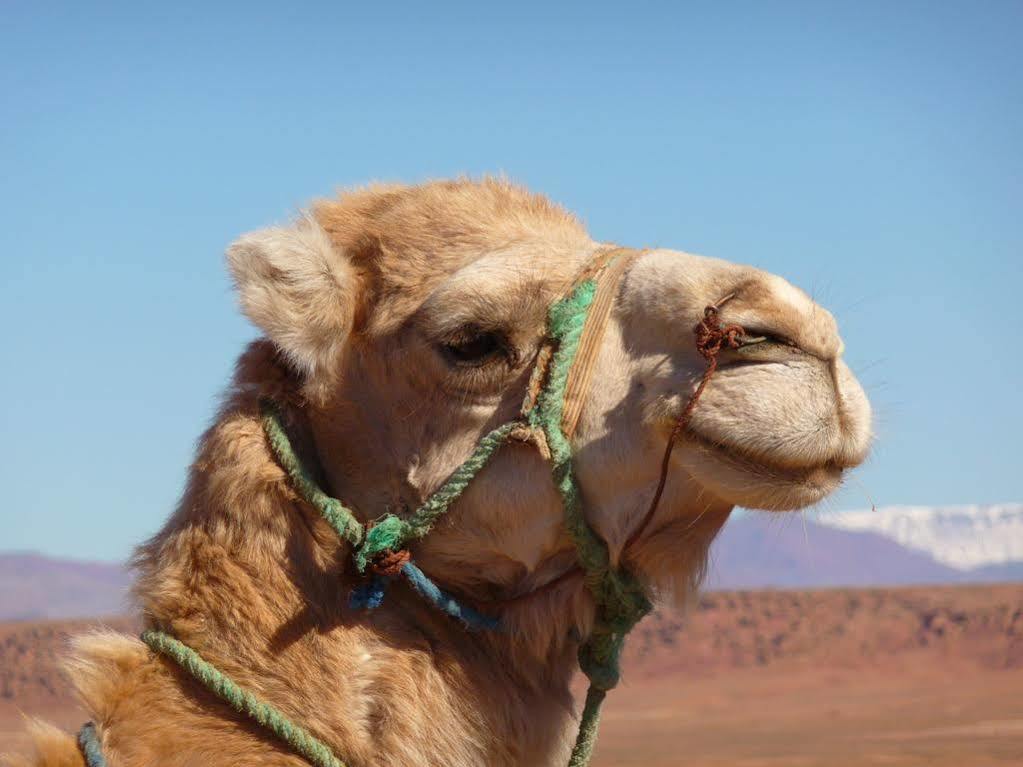 Maison Hassan Merzouga Ngoại thất bức ảnh